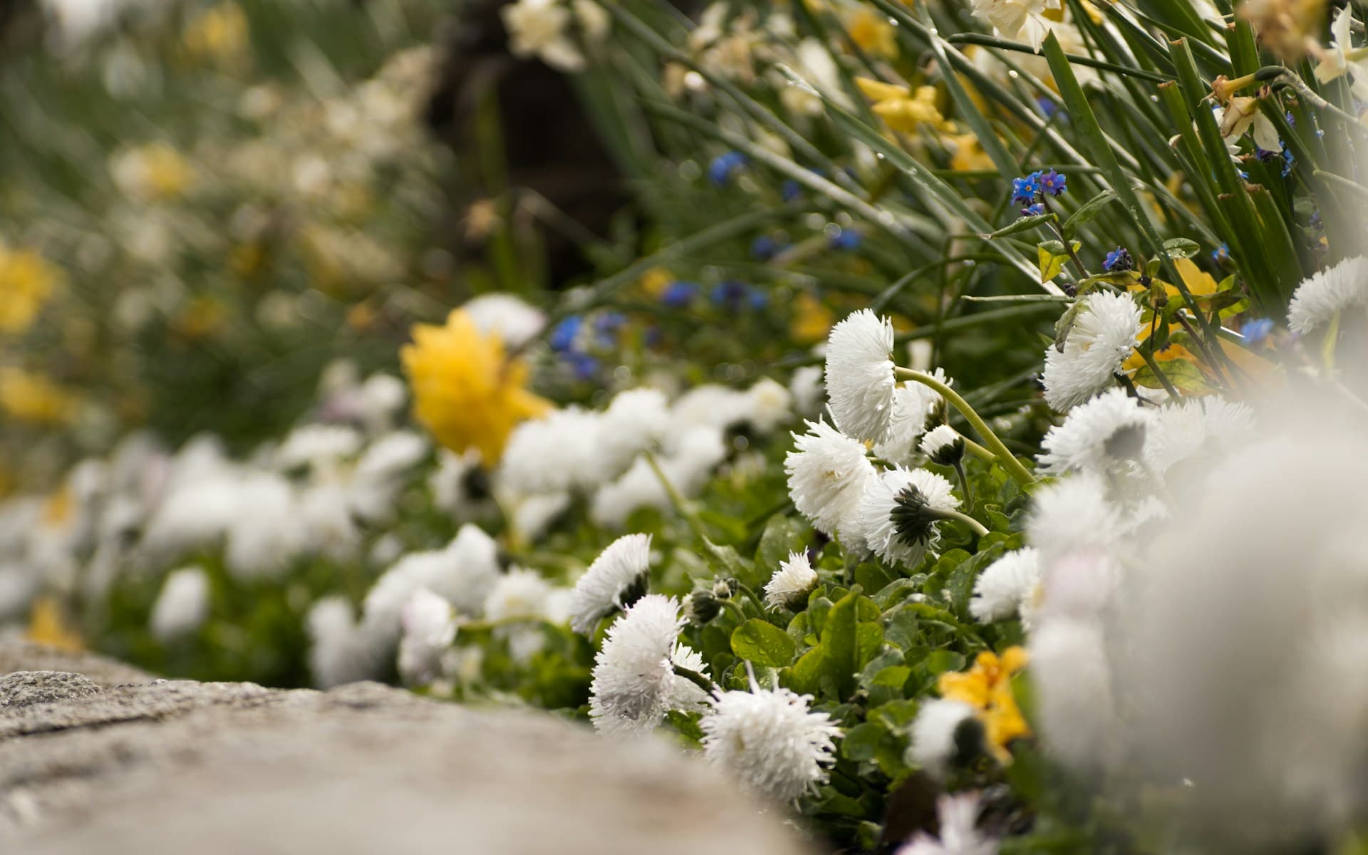 Close-up of white and yellow flowers growing in a garden bed beside stone