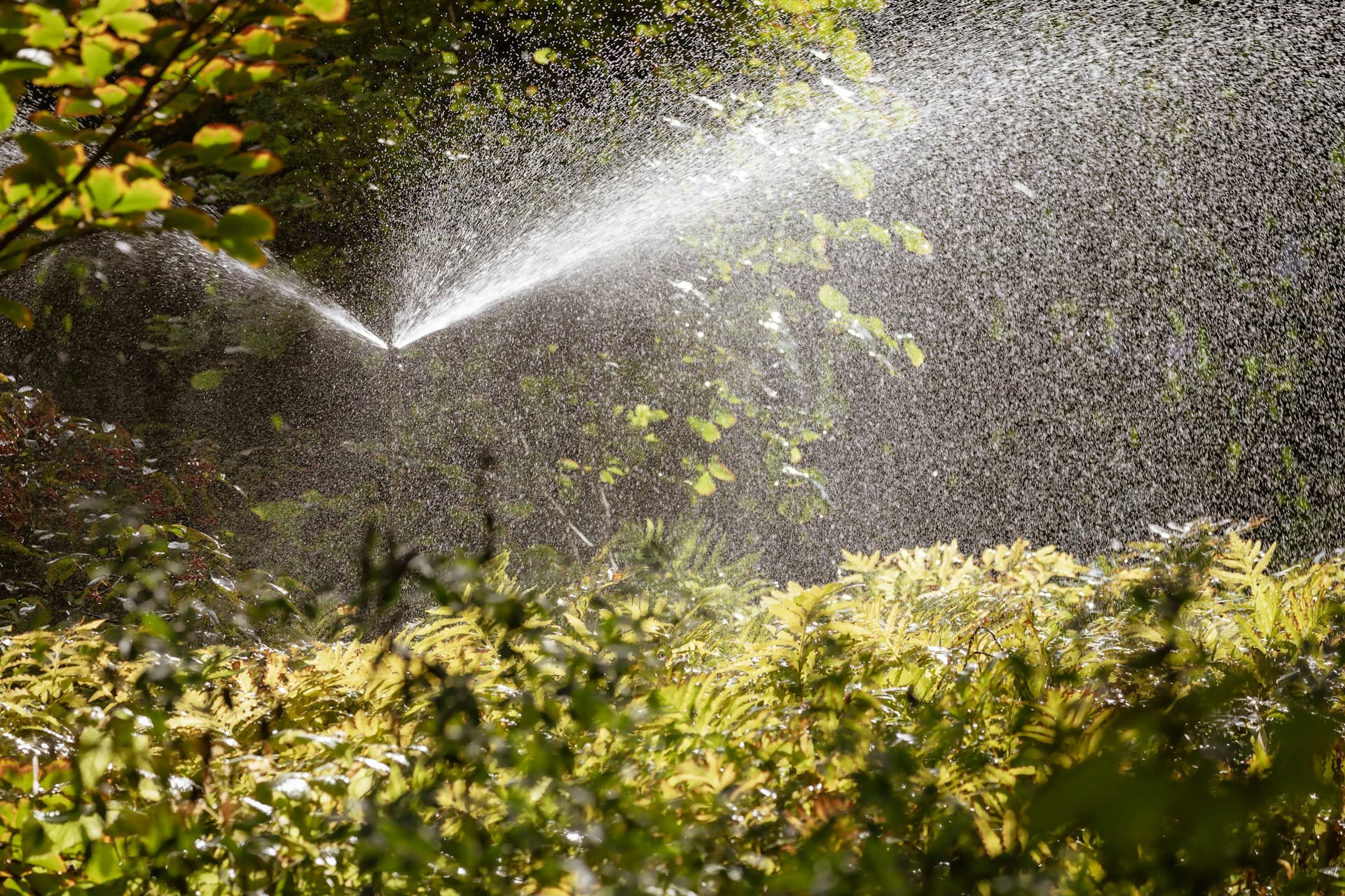 Garden sprinkler spraying water over ferns and foliage in sunlight