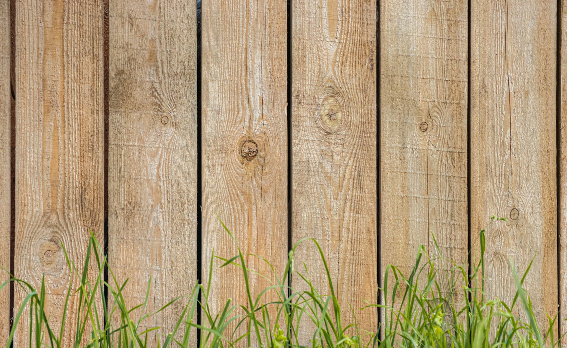 Vertical timber paling fence with grass growing along its base
