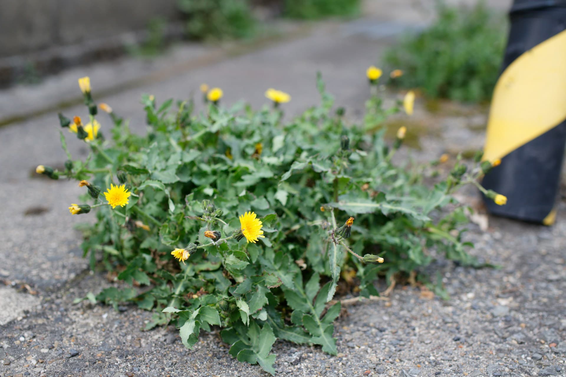Flowering weeds growing through cracked pavement beside a worker's boot
