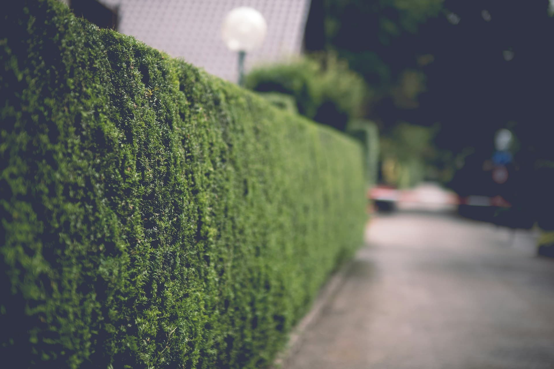 Neatly trimmed green hedge running alongside a residential path