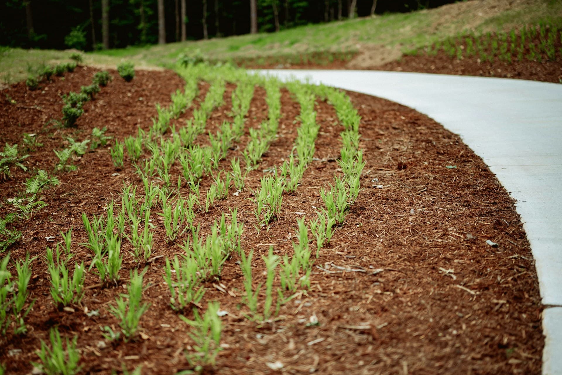 Rows of young seedlings in fresh brown mulch beside a curved path