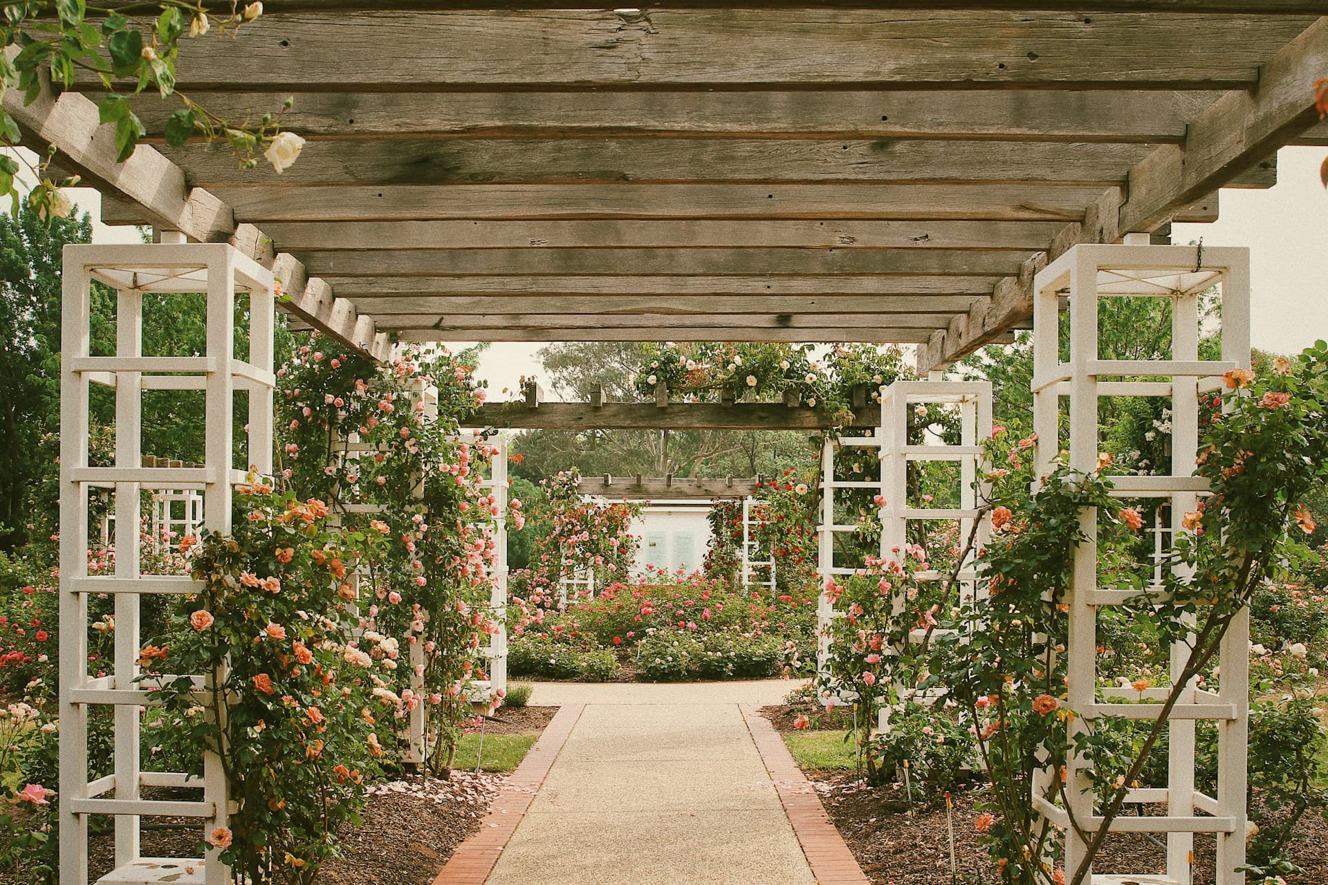 Timber pergola walkway with white lattice trellis and climbing roses