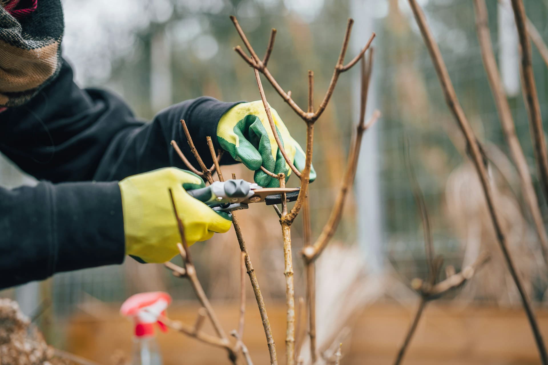 Gloved hands using secateurs to prune bare branches of a young tree